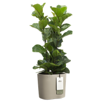 eden 25cm topo suave